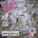 Banana Sherbet (Growers Choice) Feminiserade