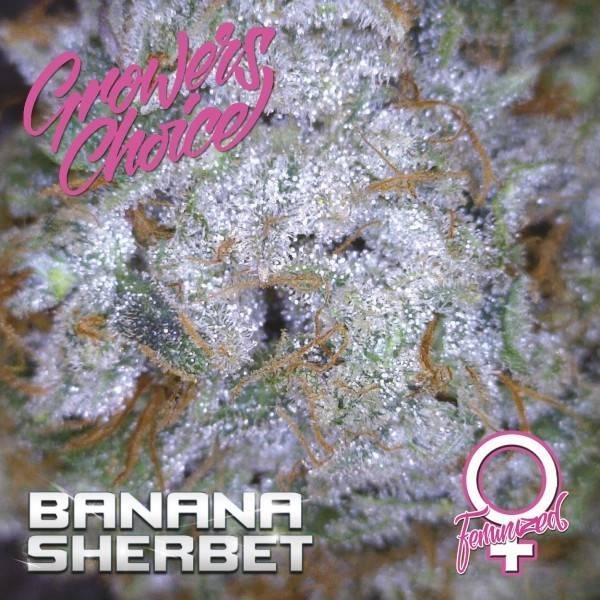 Banana Sherbet (Growers Choice) Feminiserade