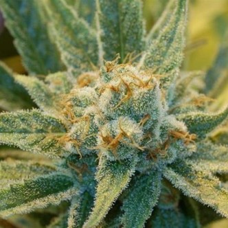 Super Silver Haze (Mr. Nice) regulj&auml;r