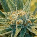 Super Silver Haze (Mr. Nice) reguljär