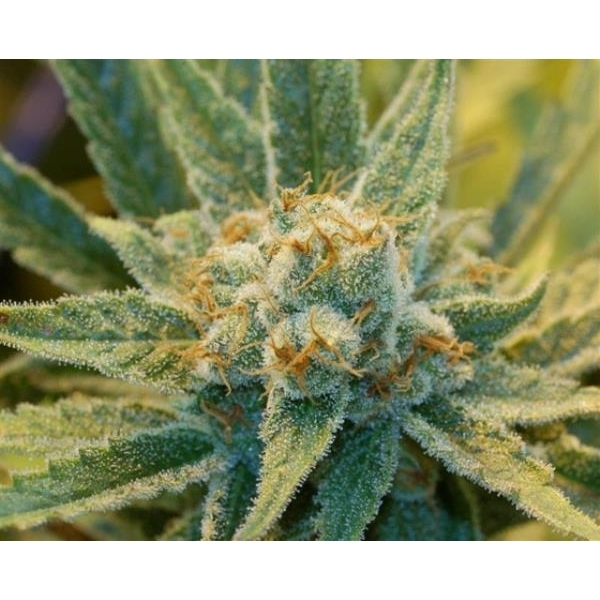 Super Silver Haze (Mr. Nice) reguljär