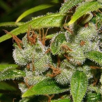 Super Silver Haze (Mr. Nice) reguljär