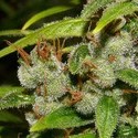 Super Silver Haze (Mr. Nice) reguljär