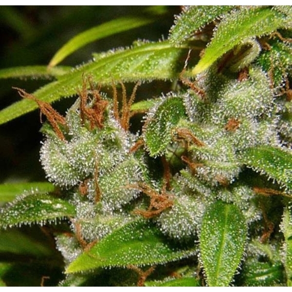 Super Silver Haze (Mr. Nice) reguljär