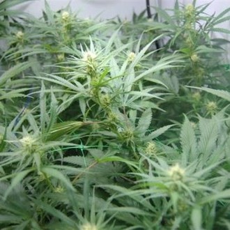 Super Silver Haze (Mr. Nice) reguljär