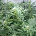 Super Silver Haze (Mr. Nice) reguljär