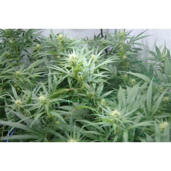 Super Silver Haze (Mr. Nice) reguljär