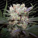 Californian Gold (Paradise Seeds) Feminiserade