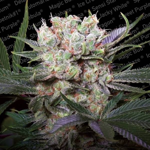 Californian Gold (Paradise Seeds) Feminiserade