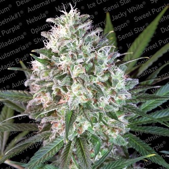 Space Cookies (Paradise Seeds) feminiserade