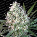 Space Cookies (Paradise Seeds) Feminiserade