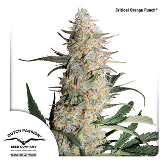 Critical Orange Punch (Dutch Passion) feminiserade cannabisfr&ouml;n