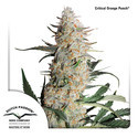 Critical Orange Punch (Dutch Passion) Feminiserade