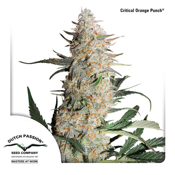 Critical Orange Punch (Dutch Passion) Feminiserade