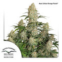 Auto Critical Orange Punch (Dutch Passion) Feminiserade