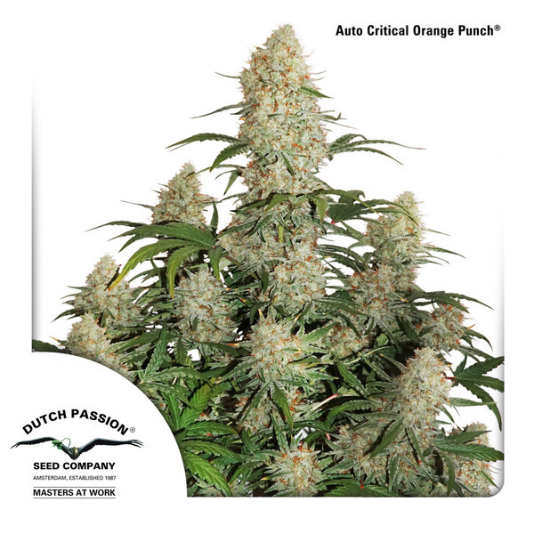 Auto Critical Orange Punch (Dutch Passion) Feminiserade