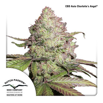 CBD Auto Charlotte's Angel (Dutch Passion) Feminiserade