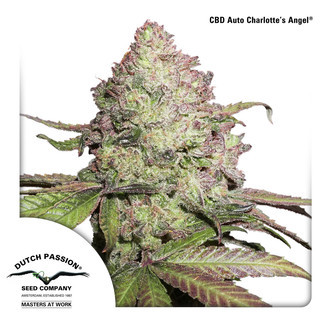 CBD Auto Charlotte's Angel (Dutch Passion) Feminiserade fr&ouml;n
