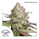 CBD Auto Charlotte's Angel (Dutch Passion) Feminiserade frön