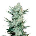 Tangie Auto (FastBuds) Feminiserade
