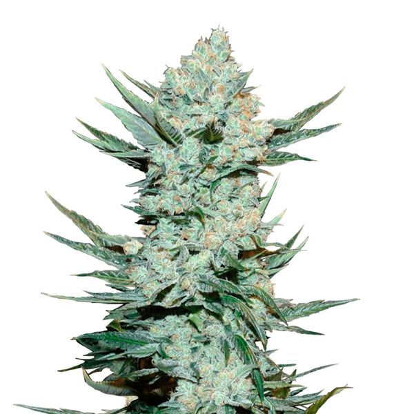 Tangie Auto (FastBuds) Feminiserade