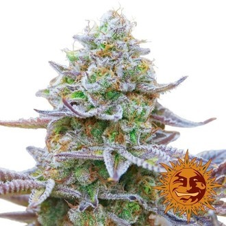 Gorilla Zkittlez (Barney's Farm) Feminiserade