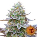 Gorilla Zkittlez (Barney's Farm) Feminiserade
