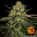 Gorilla Zkittlez (Barney's Farm) Feminiserade