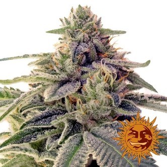 Shiskaberry (Barney's Farm) Feminiserade