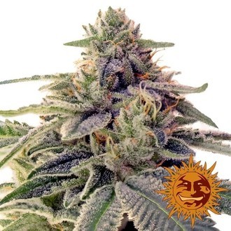 Shiskaberry (Barney's Farm) Feminiserade