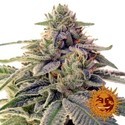 Shiskaberry (Barney's Farm) Feminiserade