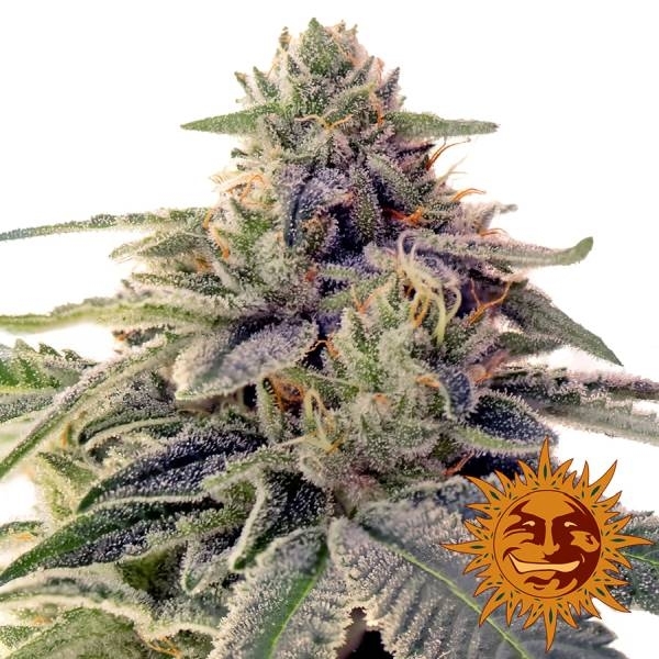 Shiskaberry (Barney's Farm) Feminiserade