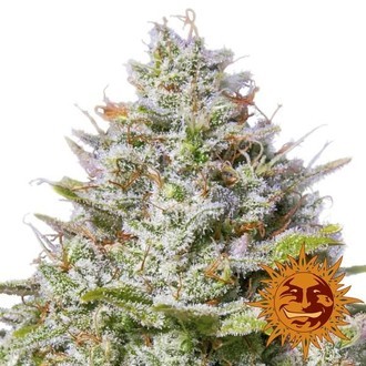 Blue Gelato 41 (Barney’s Farm) Feminiserade