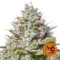 Blue Gelato 41 (Barney’s Farm) Feminiserade