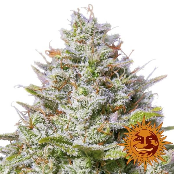 Blue Gelato 41 (Barney’s Farm) Feminiserade