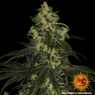 Blue Gelato 41 (Barney&rsquo;s Farm) Feminiserade