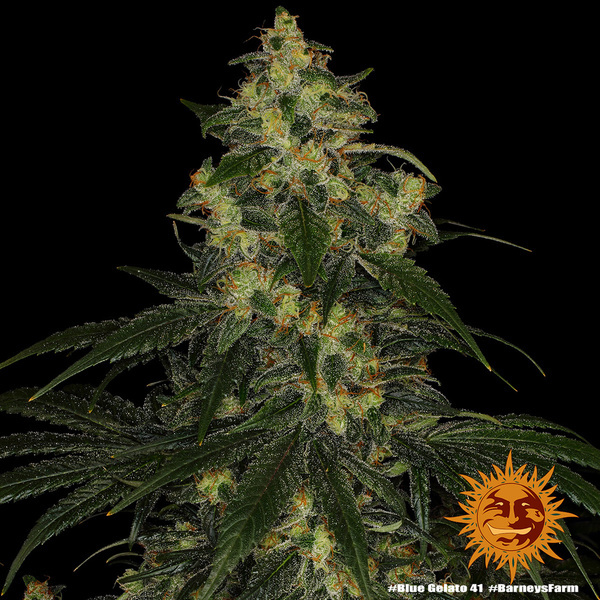Blue Gelato 41 (Barney’s Farm) Feminiserade