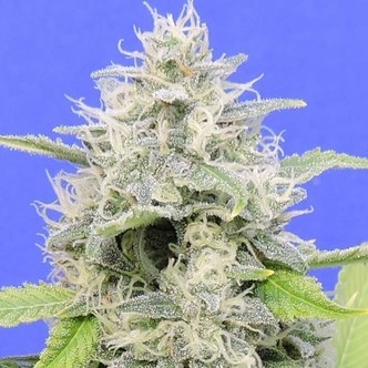 Zkittzy Gorilla (Original Sensible) Feminiserade cannabisfr&ouml;n