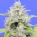 Gorilla Zkittlez (Original Sensible) Feminiserade