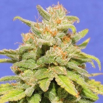 White Crystal Meth Auto (Original Sensible) feminiserade cannabisfr&ouml;n