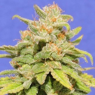 White Crystal Meth Auto (Original Sensible) Feminiserade