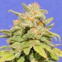 White Crystal Meth Auto (Original Sensible) Feminiserade