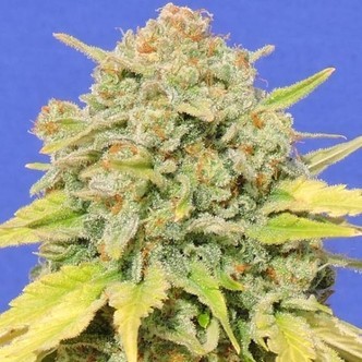 Zkittlez (Original Sensible) Feminiserade cannabisfr&ouml;n