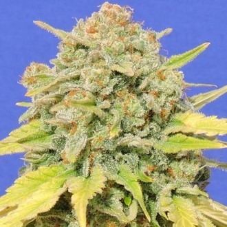 Zkittlez (Original Sensible) Feminiserade