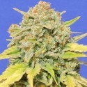 Zkittlez (Original Sensible) Feminiserade