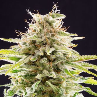 Super OG Kush (Kannabia) Feminiserade