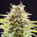 Super OG Kush (Kannabia) Feminiserade