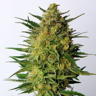 Super AK (Kannabia) feminiserade cannabisfr&ouml;n