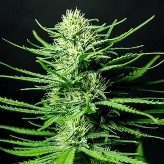 Cinderellas (Sumo Seeds) Feminiserade