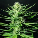 Cinderellas (Sumo Seeds) Feminiserade